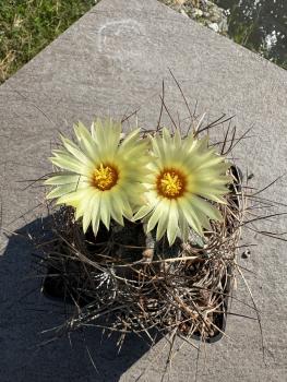 Astrophytum crassispinum